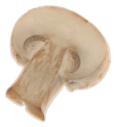 Frischer Champignon