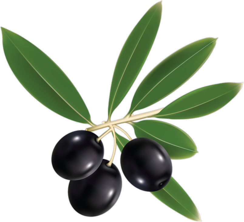 Schwarze Oliven mit Zweig